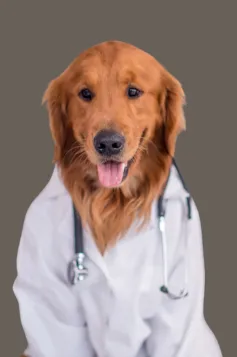 Dogtor